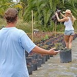 Julia Ann in 'Got Bush'